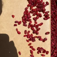 زرشک‌پفکی اعلا در کارگاه تولیدی قاین‌ نیاوران ۲۸