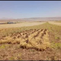سرکارگری فلاحی|خدمات باغبانی و درختکاری|کرمانشاه, |دیوار