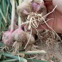 سیر محلی|خوردنی و آشامیدنی|کاکی, |دیوار