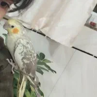 عروس هلندی|پرنده|بلداجی, |دیوار