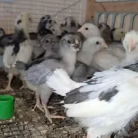 تخممرغ گلین نطفه دار صدرصد|حیوانات مزرعه|یزد, |دیوار