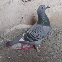 ماده مسافتی