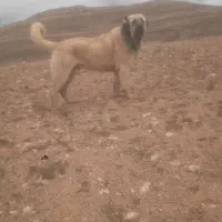 واگذاری پولاد ۲۹ ماهه از نصل نوه غریب ارومیه