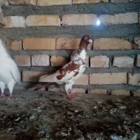 پلنگ سرخ نر