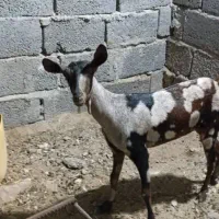 گیسه صلاله اصل|حیوانات مزرعه|بندرلنگه, |دیوار