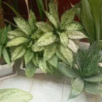 گل طبیعی|گل و گیاه طبیعی|یاسوج, |دیوار