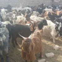 تعداد ۱۰۰ عدد فروشی|حیوانات مزرعه|ششطراز, |دیوار