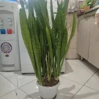 گل سانسوریا