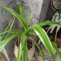 گل آپارتمانی با گلدان