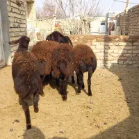 ۱۳ راس بره ماده قره قزل و قزل افشار