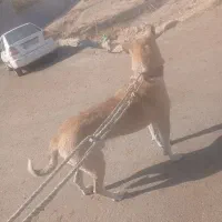 سگ سرابی|سگ|باسمنج, |دیوار