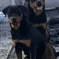 واگذاری روتوایلر