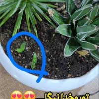 قرص کودارگانیک اصلی نمایندگی اصفهان