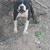 سگ پیتبول|سگ|اصفهان, باغ فردوس|دیوار