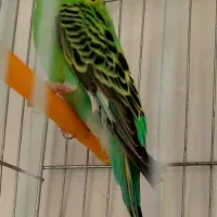 فروش مرغعشق ماده