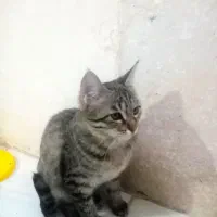 واگذاری 2 تا گربه نر و ماده فوری|گربه|مشهد, طبرسی شمالی|دیوار