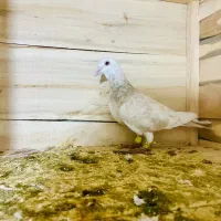 کبوتر پرشی|پرنده|اسفرورین, |دیوار