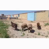 فروش میش وبره