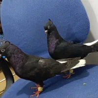جفت اشعل چشم نوک روشن