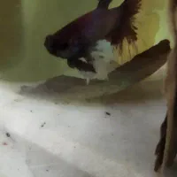 جفت فایتر بیگ ایر وارداتی|ماهی|نظرآباد, نظرآباد|دیوار