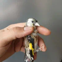 سهره ماده گل نقره ای رنگ‌ روشن