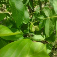 باغ باآب دائم|فروش خانه و ویلا|نوبران, |دیوار