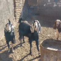 بز با بزغاله