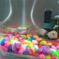 اکواریوم همراه باماهی|ماهی|ابهر, |دیوار