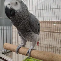 کاسکو  دوم قرمز 70 کلیمه