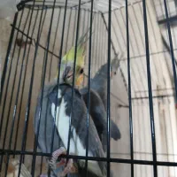 عروس هلندی|پرنده|چرام, |دیوار