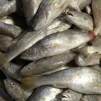 شوریده ارزونتر از بیاح