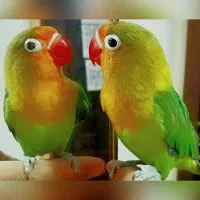 جوجه عروس هلندی ابلغ سینامون سرلاکی