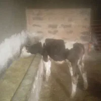 ۵عددگوساله نروماده
