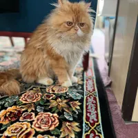 گربه پرشین فیلد