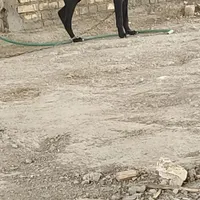 اجباری|سگ|خرمشهر, |دیوار