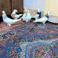 فروش طوقی|پرنده|اردکان, |دیوار