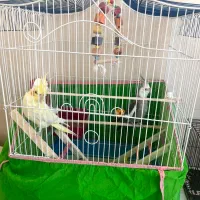 ی جفت عروس هلندی میخونن|پرنده|شوشتر, |دیوار