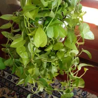 آبشار گل|گل و گیاه طبیعی|اصفهان, شهرک ولیعصر|دیوار