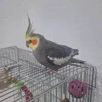 پرنده عروس هلندی|پرنده|شیراز, تندگویان|دیوار