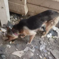 سگ ژرمن ورک لونا ماده