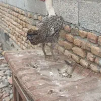 مرغ لاری اصیل