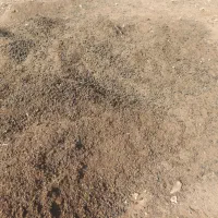 کود حیوانی گوسفند|خدمات باغبانی و درختکاری|یاسوج, |دیوار