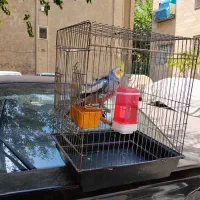 یک جفت عروس هلندی