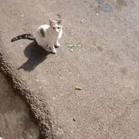 گربه نر