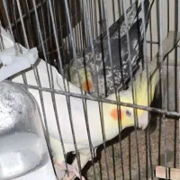 معاوضه با جوجه شاه طوطی یا جوجه گرینچیک