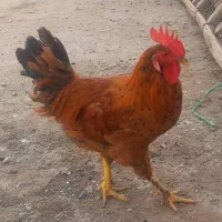 خروس جوان