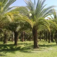 آب پاکم