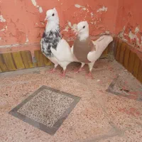 کبوتر طوقی|پرنده|شیراز, پارک آزادی|دیوار