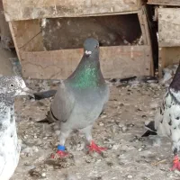 کبوتر نرپر معامله میکنم با پاکستانی خوب