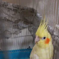 دو جفت عروس هلندی مولد|پرنده|ری, هاشم‌آباد|دیوار